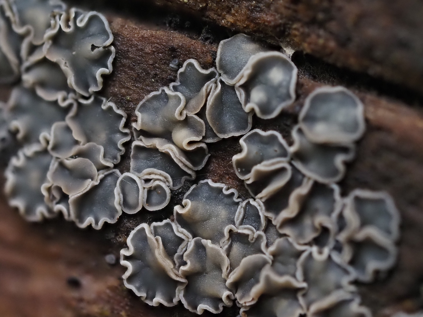 Photo © Justin Warhurst Mollisia sp by Justin Warhurst